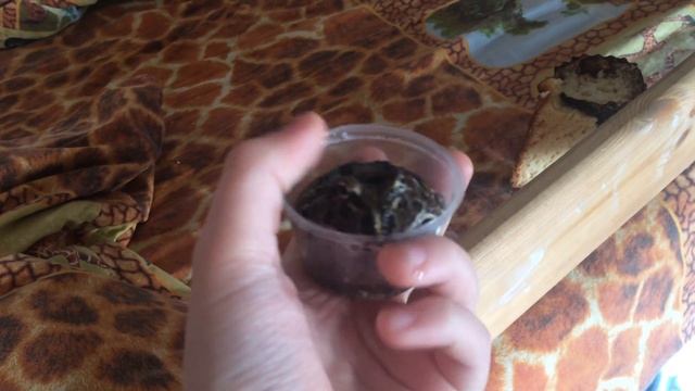 Лягушка в ловушке смотреть онлайн