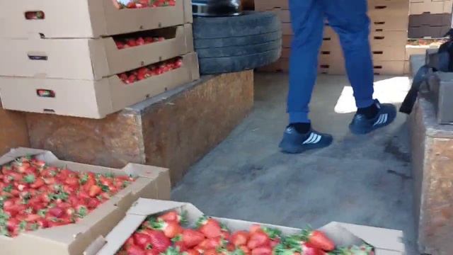 Ціна на Полуницю 🍓Херсонщина Приймаємо ОПТ +380951741460 смотреть онлайн