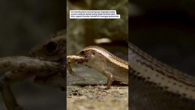 PENGLIHATAN KADAL SENSITIF TERHADAP SINAR ULTRA VIOLET смотреть онлайн