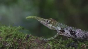 10 Самых Необычных Видов Ящериц в Мире. Интересные факты про ящериц