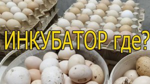 Инкубатор, можно ли сделать самому?