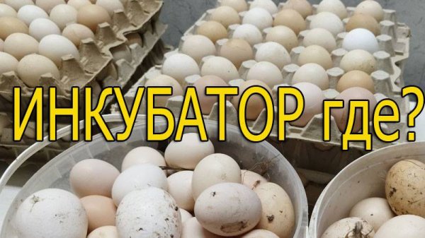 Инкубатор, можно ли сделать самому?