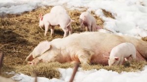 НА ЗАИМКЕ БУДЕТ НОВОСЕЛЬЕ | РАСШИРЯЕМ ДЕРЕВЕНСКОЕ ХОЗЯЙСТВО | СТРОИМ ДЛЯ СЕБЯ И ДЛЯ ЖИВОТНЫХ