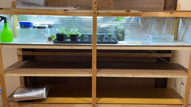 Я ОЧЕНЬ ХОТЕЛА КУПИТЬ ЭТИ СЕМЕНА! Обзор стеллажа и рассады смотреть онлайн