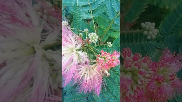 The flowering period of the plant, bright pink colors, multi-colored flowers Цветы и энергия жизни смотреть онлайн