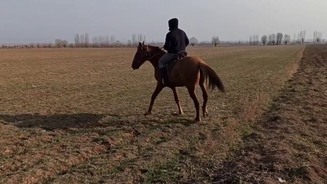 Сатылды. смотреть онлайн