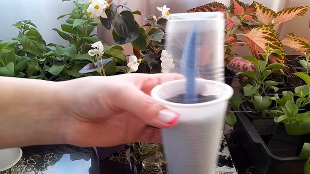 Все способы укоренения однолетников на примере Бегонии вечноцветущей. смотреть онлайн