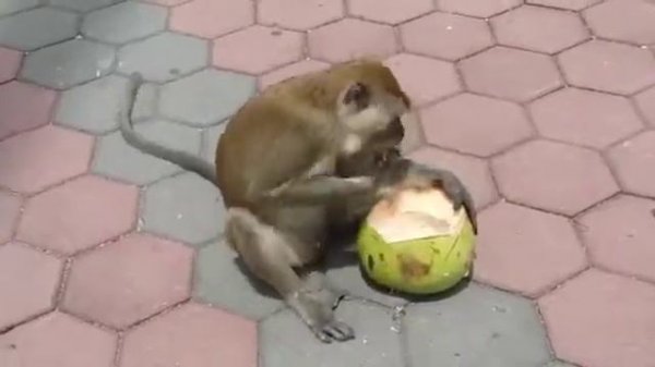 Обезьяна кушает