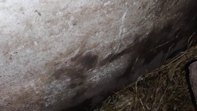 що робити коза не приходить в охоту і як запустити козу яка не запускається три роки смотреть онлайн