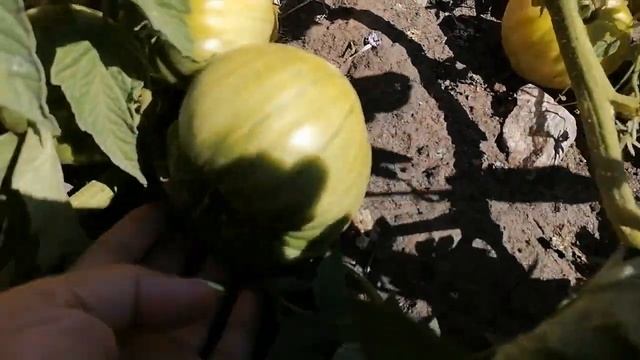 Томат Дакота смотреть онлайн