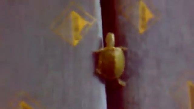 черепаха альпинист смотреть онлайн