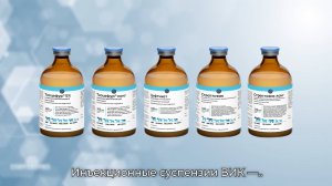Особенности выбора и применения суспензионных антибиотиков ГК ВИК в свиноводстве