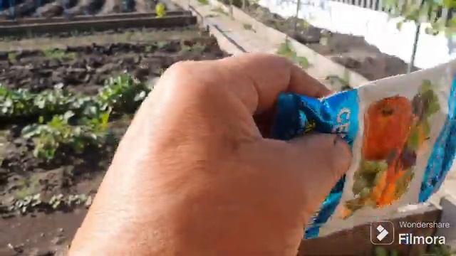 240. Беда на огороде. Одолела тля , трипсы и клещи. смотреть онлайн