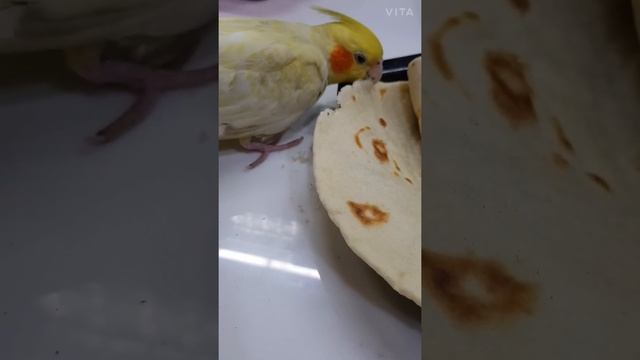 Coco loves to eat tortilla смотреть онлайн