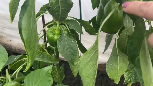 Самый УРОЖАЙНЫЙ ПЕРЕЦ буду выращивать в сезоне 2023г! смотреть онлайн