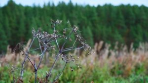 КУПИЛ 2 ДОМА В ДЕРЕВНЕ | ПЕРВЫЕ ЗАМОРОЗКИ | ЗАМЕРЗЩИЕ КАБАЧКИ И ВКУСНЫЕ ЯБЛОКИ | ЗАПАСЫ НА ЗИМУ