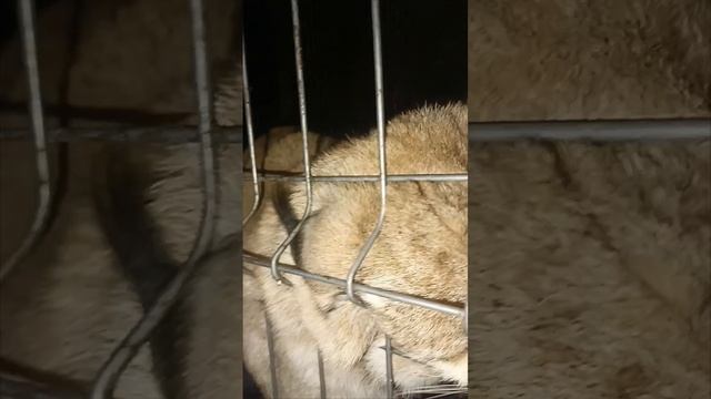 Тарахтелка любимая #прикол #животные #animals #pets #рысь #lynx #кошка #кошки #wild #zoo #cute #life смотреть онлайн