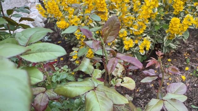 ТЛИ НИКОГДА НЕ БУДЕТ на ваших растениях! Обработайте этим средством смотреть онлайн