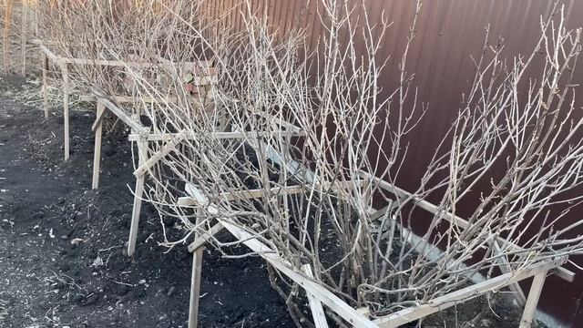 ОБРАБОТКА КУСТОВ И ДЕРЕВЬЕВ весной, просто и эффективно! смотреть онлайн