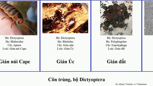 Côn trùng, bộ Dictyoptera gián insect lateralis flavipes floridana Mối đất Eurycotis Blattodea Đức смотреть онлайн