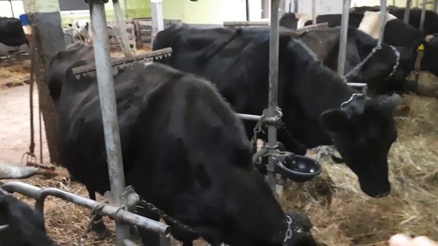 Запуск , сухостій та підготовка до розтелу смотреть онлайн