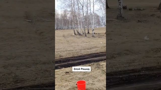 Татарский неповторим 😃 #прикол #смешно #юмор #татарстан #татары #comedy # #башкортостан #уфа смотреть онлайн