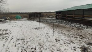 ЗИМНИЙ ЗАГОН ДЛЯ ТЕЛЯТ ИЗ ТРОСА. РАЗБЕЖАЛИСЬ?