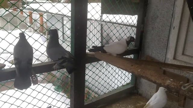 андижанские голуби продам смотреть онлайн