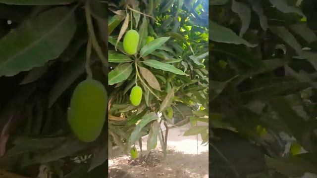 Keri _ Mango Green Mango | raw mango jam recipe | fresh mango | #viral #trending #trendingshorts смотреть онлайн