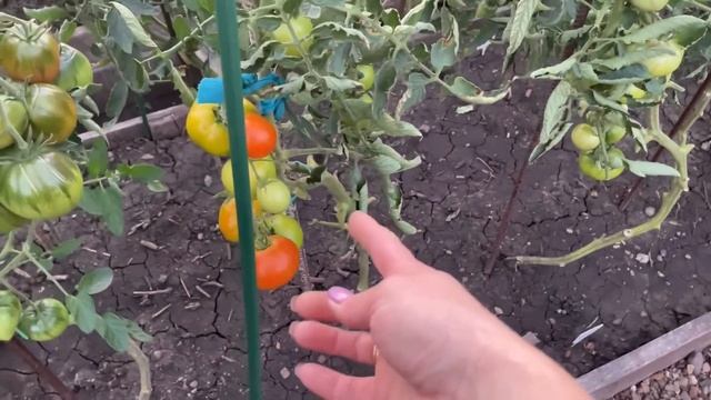 ТОМАТЫ не созревают? 4 отличных СПОСОБА для СОЗРЕВАНИЯ ПЛОДОВ! смотреть онлайн