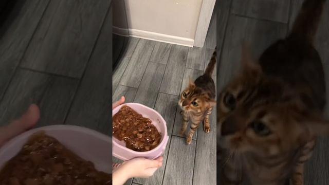 Реакция кошки на жидкий корм #shorts #cat смотреть онлайн