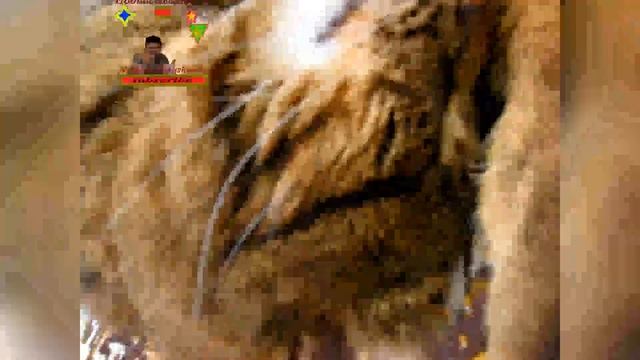 Так сладко спать умеет только Кот Мотя|Only Cat Motya can sleep so sweetly смотреть онлайн
