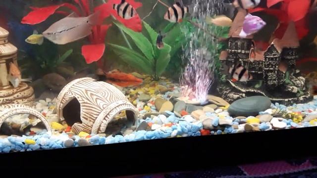 АКВА-33 МОИХ ДРУГА В 200ЛИТРАХ смотреть онлайн