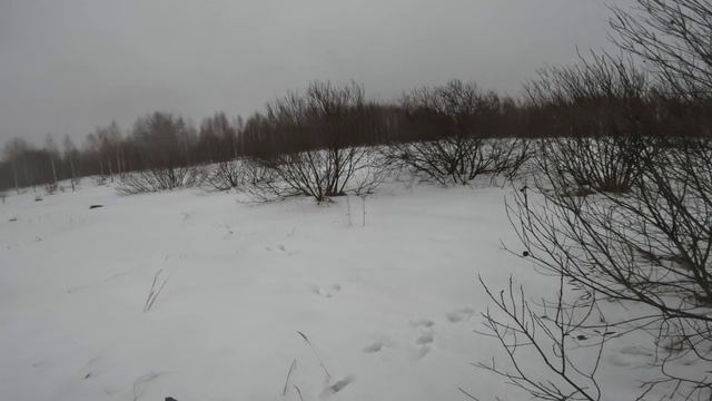 Охота на зайца. Собаки на месте зайцы в поле. смотреть онлайн