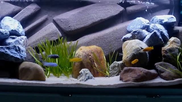 Pseudotropheus saulosi groep смотреть онлайн