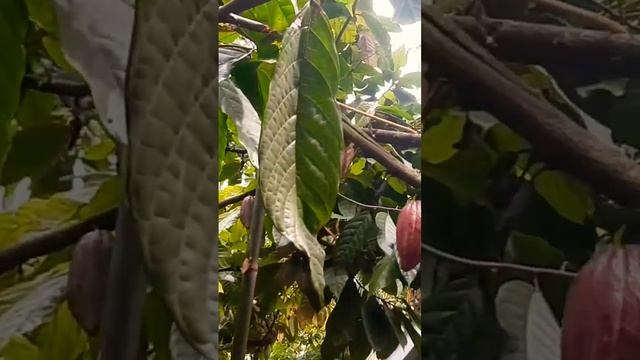 Cacao Trees, Where chocolate comes from #cacao #cocoa #countrylife #shorts #short #viral #trending смотреть онлайн