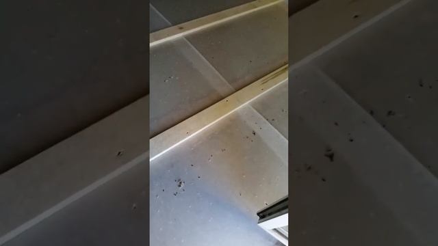 Мансарда ( подготовка) парозоляция и черновой пол смотреть онлайн