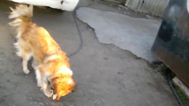 Вот так собаки едят редиску !!!!!!! смотреть онлайн