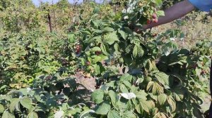 Малина.Высокоурожайный сорт Харитейдж.