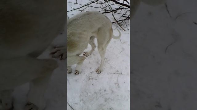 Проверка и снятие петель на зайца. смотреть онлайн