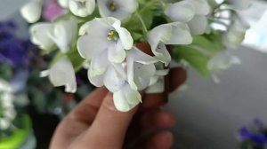 ОБЗОР СОРТОВ ФИАЛКИ ! Мини и полумини !