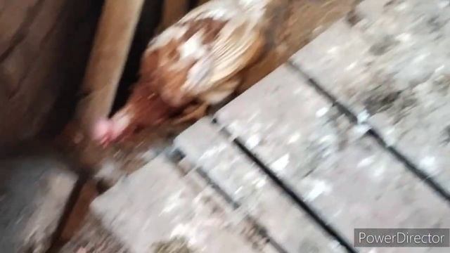 Славянск.04.09.23. Понедельник. Настрой на всю неделю. Немного побурчать не помешает. смотреть онлайн