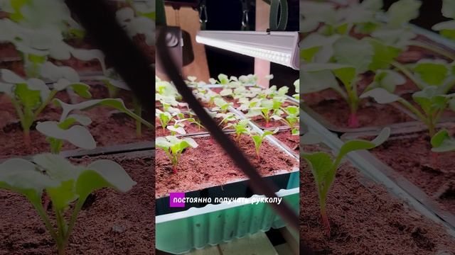 ОГОРОД НА ПОДОКОННИКЕ смотреть онлайн