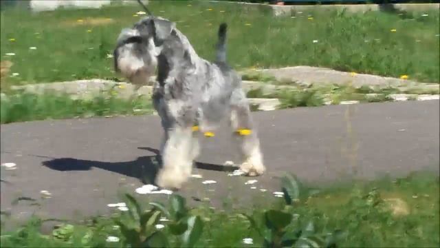 ЦЕЗАРЬ МОДЕРН ТАИН смотреть онлайн