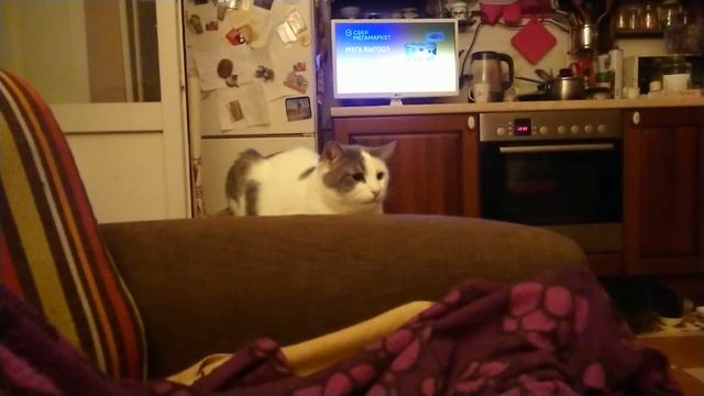 Беляш Охота, охота опять не охота смотреть онлайн