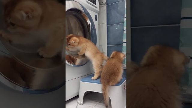 Шотландские котята - жизнь без скуки! Пиши и выбирай себе котика. смотреть онлайн
