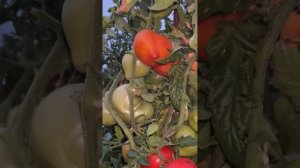 САМЫЙ УРОЖАЙНЫЙ СОРТ ТОМАТА!