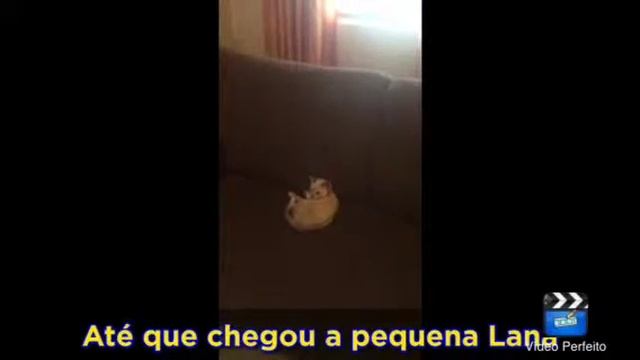 Gata linda Lana смотреть онлайн