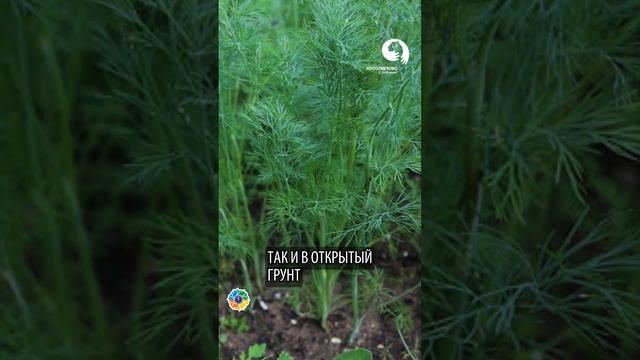 Секретный метод посадки укропа смотреть онлайн