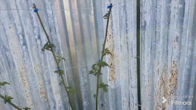 223. Жду заморозки на виноградник. Я похож на ЛЕШЕГО смотреть онлайн